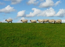 橋頭羊肉店　　我們這一刻談藝術，下一刻談生活，再下一刻則聊起了生意。[詳細]