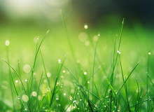 朱強：雨中的白頭格厚厚的雨云壓在頭頂，似乎一抬手，雨就要落下來。對面山上的云是粉狀的，青白相間，風一吹，云就往山上跑。蓬萊山水多仙境。[詳細]